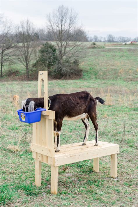 how to build a milking table|DIY Milk Stand for Goats – The Inspired Workshop